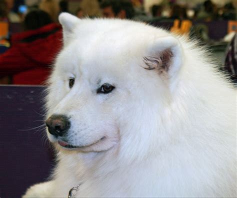 The Secret Behind The Samoyeds Smile Dog Discoveries