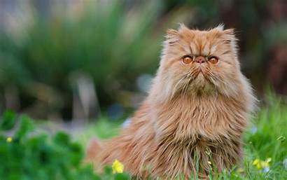 Persian Cat Cats Wallpapers Background