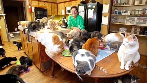 1100 Cats 1 Home And 1 ‘crazy Cat Lady Video