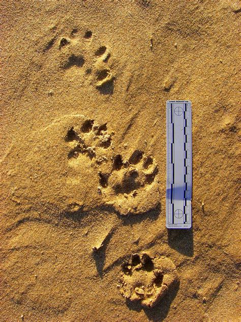Perfect River Otter Tracks 2 Alderleaf Wilderness College Flickr