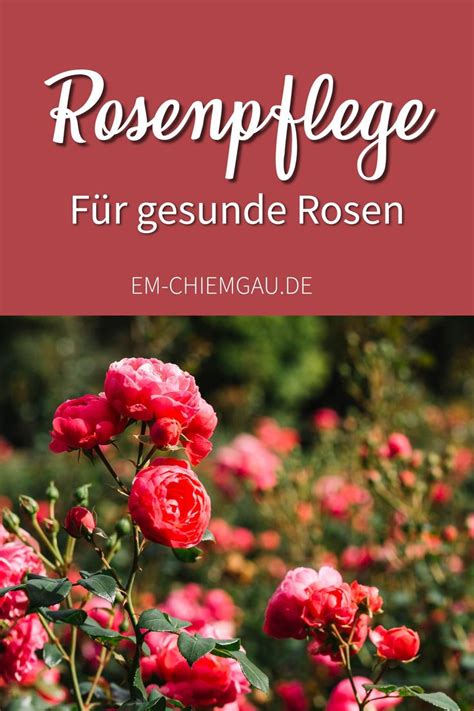Rosenpflege Durchs Jahr 🌹 Rosenpflege Zierpflanzen Beetpflanzen