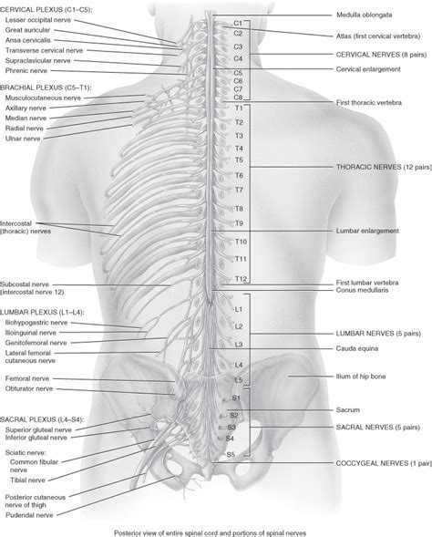 The backbone architecture refers to the way in which the backbone interconnects the networks attached to it and how it manages the way in which packets from one network move through the. CARE OF A CHILD WITH MUSCULOSKELETAL INJURY | Nurse Key