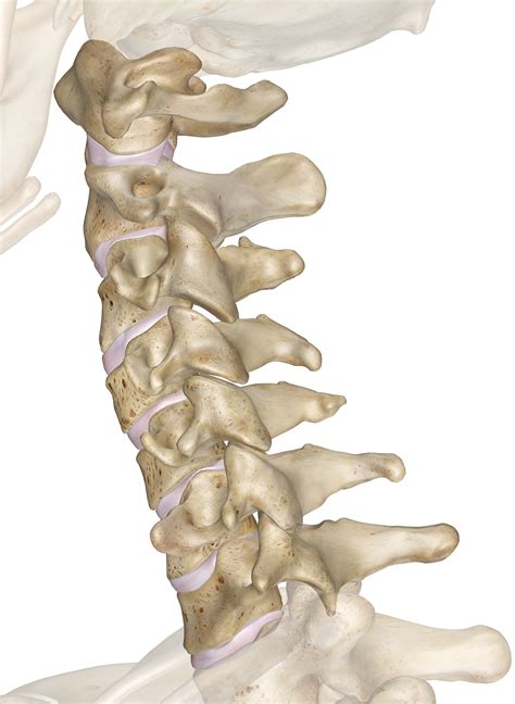 Cervical Vertebrae Anatomy Pictures And Information
