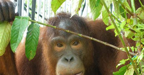 primate diaries adult orangutans on the move