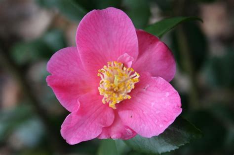 camellia x lutchuensis koto no kaori 3