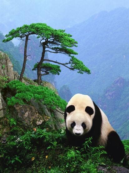 Giant Panda Photographic Print