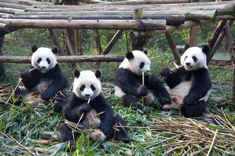Chengdu Panda Chengdu Panda Base Mcascidos
