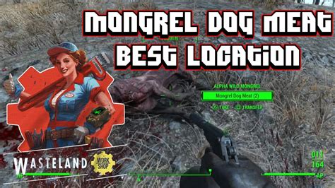 Maybe you would like to learn more about one of these? Fallout 4 Wasteland Workshop DLC - Mongrel Dog Meat Best Location - YouTube
