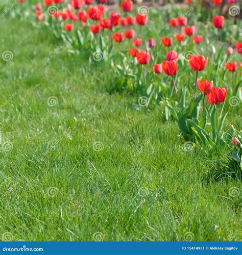 Grass And Red Tulips Stock Image Image Of Summer Green 15414931
