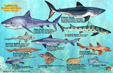Frankos California Sharks And Rays Map And Identification Card By Frankos