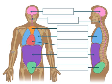 Module 12 Organ Systems Body Cavities Planes And Directional Terms