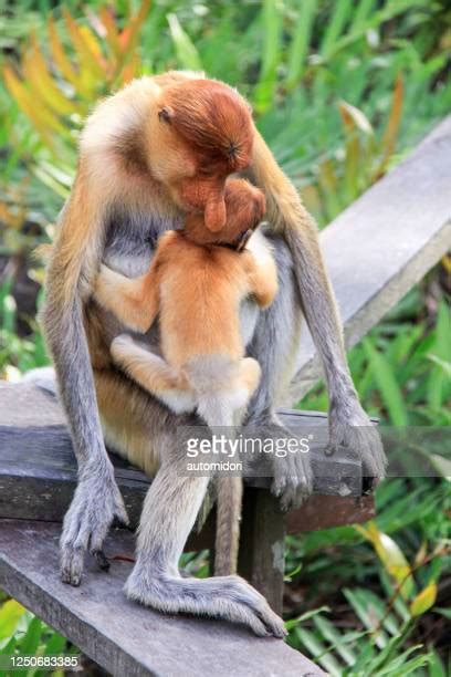 2 Monkeys Kissing Photos And Premium High Res Pictures Getty Images