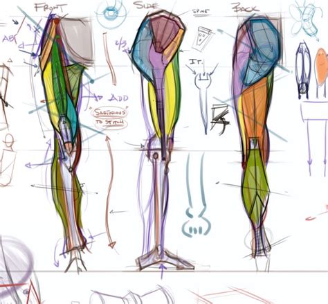 Female Leg Muscles Diagram How To Draw Comics Net Anterior