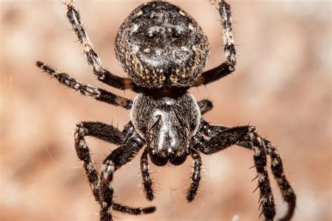Free Images Fauna Invertebrate Close Up Uk Arachnid Argiope