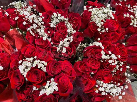 Pretty Red Roses For Valentines Day Stock Image Image Of White