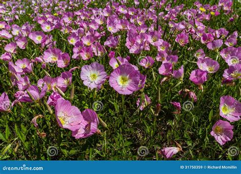 A Closeup Of A Meadow Of Texas Pink Evening Primrose Wildflowers Stock