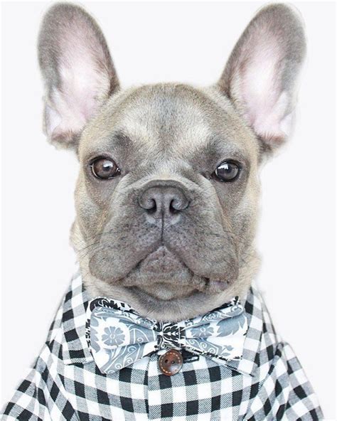 Use the search tool below there are animal shelters and rescues that focus specifically on finding great homes for french bulldog puppies. The Classic Shirt | Bulldog puppies, French bulldog, Cute ...