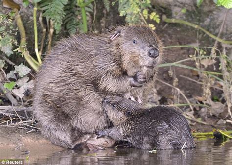wild beavers officially back in britain following successful reintroduction trial daily mail