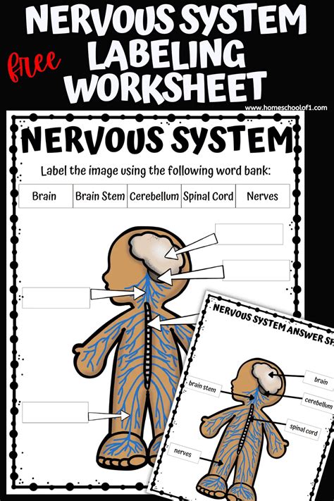 Free Nervous System Labeling Worksheet Homeschool Of 1