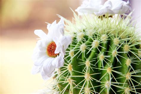Rarely does this cactus flower. Cactus Flower- Get Your Holy Grail of Gardening - UnusualSeeds