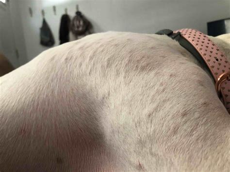 Raised Bumps On Dogs Skin