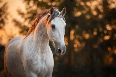 Horse Hd Wallpaper Background Image 2048x1365 Id1094764