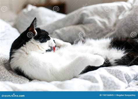 Cute Cat With Moustache Grooming On Bed Funny Black And White Kitty