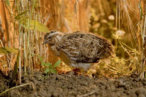 See more of wachtel.ru on facebook. Wachtel - LBV - Gemeinsam Bayerns Natur schützen