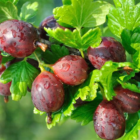 Hinnonmaki Red Gooseberry Hartmanns Plant Company Retail Store