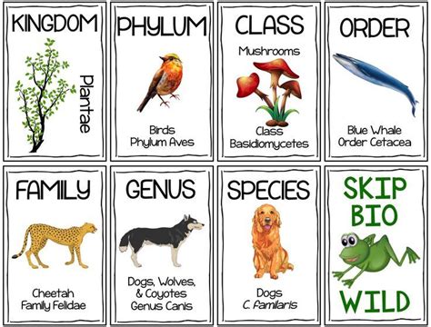 Mammals Hierarchy Pets Lovers
