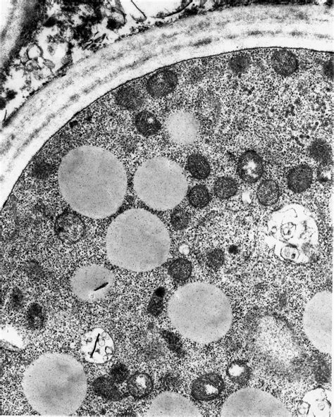 Animal Cell In Electron Microscope Information Kurtik