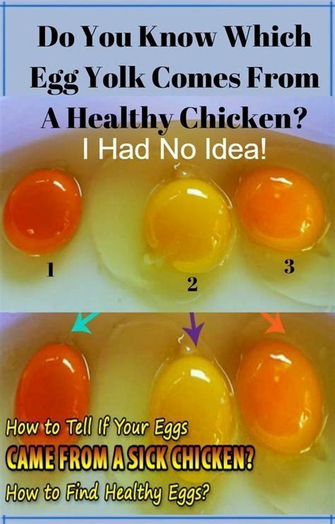 What Is The Meaning Of Chicken And Egg Situation At Viola Weatherspoon Blog