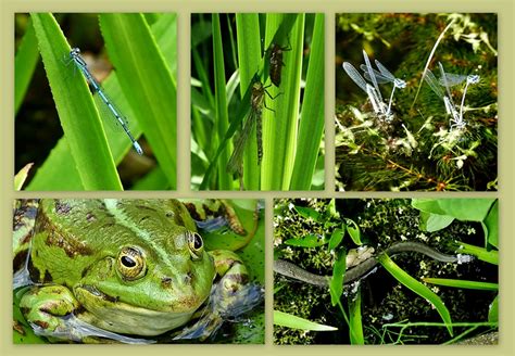 Check spelling or type a new query. Leben im Teich. Foto & Bild | landschaft, garten ...