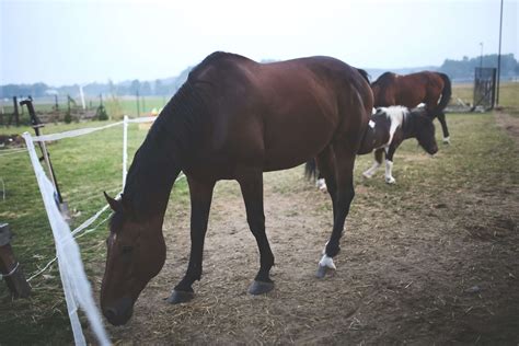 1680x1050 1680x1050 Horse Autumn Background Stallion Paddock