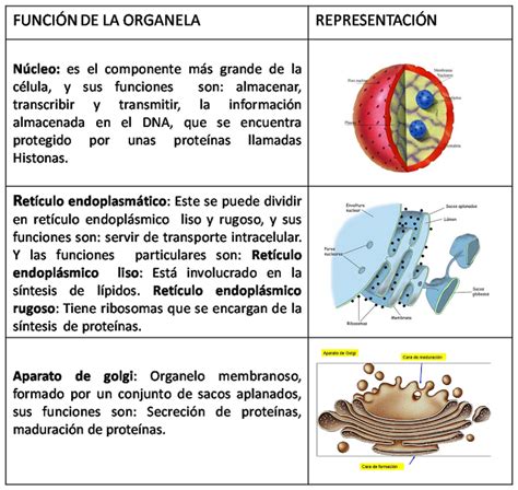 Celula Eucariota Animal Organelos Y Funciones Rela