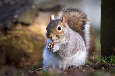 Squirrel Eating Nut Photograph By Andrea And Tim Photography