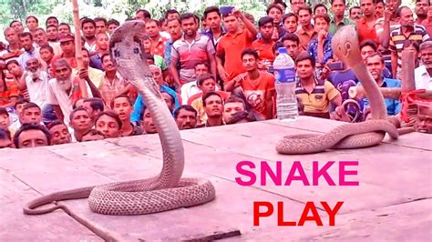 Incredible Snake Dance By Snake Charmer Cobra Dance Show Youtube
