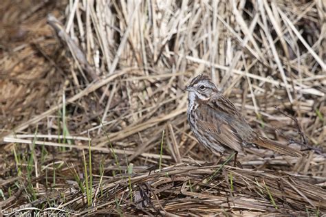 Spring Song Sparrow Gathering Nesting Materials Mia Mcphersons On The Wing Photography