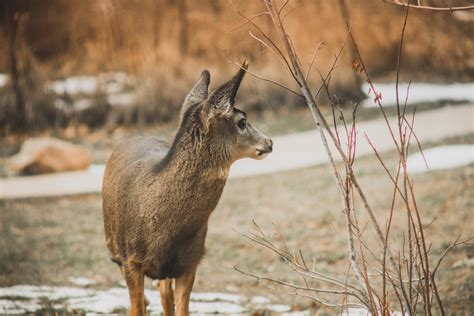 Free Images Mammal Vertebrate Wildlife Musk Deer Terrestrial