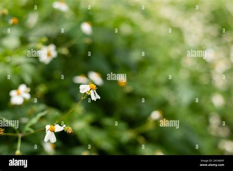 Landscape Of Small White Flower Background Stock Photo Alamy