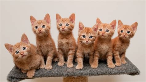 Six Orange Tabby Kittens Animals Cat Baby Animals Sitting Hd