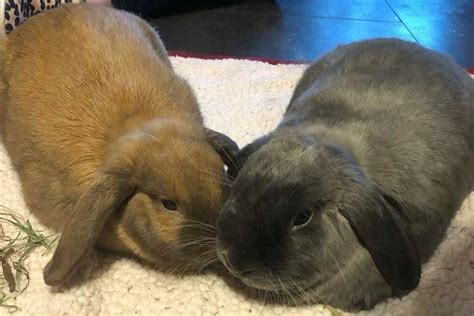 10 Easiest Ways To Bond Rabbits On Your Own
