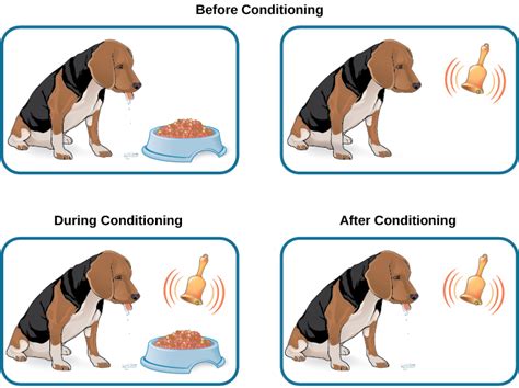 Classical Conditioning Introduction To Psychology Reinke