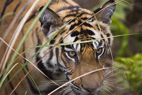 Young Bengal Tiger Behind Grass By Theo Allofs