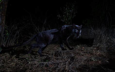Ultra Rare Black Leopard Pictured For First Time In 100 Years Metro News