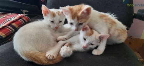 Terms of its the indian perception of pets has also changed scale and as owners have come to treat them more like development, members. Pin by Only4Pets on Only4Pets in 2020 | Kitten adoption ...
