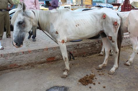 Delhi Police Seize Four Shockingly Malnourished Injured Horses Used