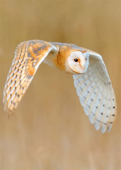 The Barn Owl Tyto Alba Has Excellent Low Light Vision And Extremely