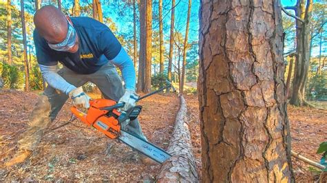 Cutting A Fallen Tree Chainsaw Vs Reciprocating Saw Youtube