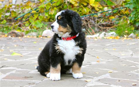 Download Wallpapers Sennenhund Puppy Pets Small Dog Berner